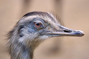 JPEG Original Adobe RGBCRW_3038