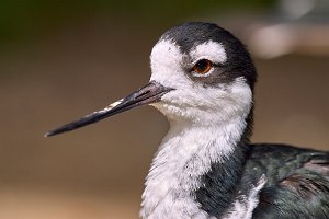 JPEG Original Adobe RGBCRW_3052