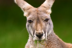 JPEG Original Adobe RGBCRW_3061