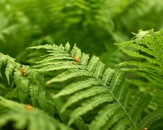 Natur